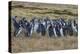 Magellanic penguin (Spheniscus magellanicus) colony, Carcass Island, West Falklands, Falkland Islan-Michael Runkel-Premier Image Canvas