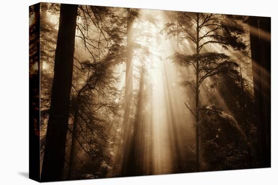 Magic Light in the Forest, California Redwoods, Coastal Trees-Vincent James-Premier Image Canvas