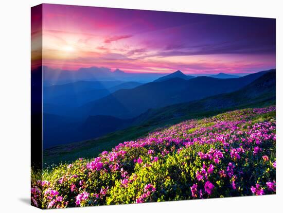 Magic Pink Rhododendron Flowers on Summer Mountain. Dramatic Overcast Sky. Carpathian, Ukraine, Eur-Leonid Tit-Premier Image Canvas