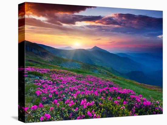 Magic Pink Rhododendron Flowers on Summer Mountain. Dramatic Overcast Sky. Carpathian, Ukraine, Eur-Leonid Tit-Premier Image Canvas