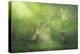 Magical Afternoon-Kirk Reinert-Premier Image Canvas