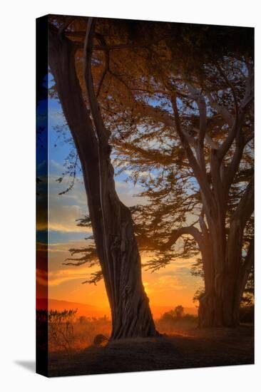 Magical Cypress Sunrise, Point Reyes National Seashore-null-Premier Image Canvas