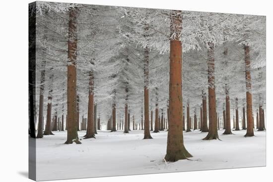 Magical Forest-Dragisa Petrovic-Stretched Canvas