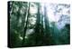 Magical Redwood Forest Light, Beautiful California Coast-Vincent James-Premier Image Canvas