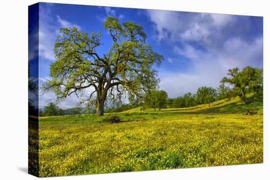 Magical Spring Afternoon at Shell Creek Road, Atascadero California-Vincent James-Premier Image Canvas