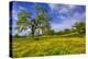 Magical Spring Afternoon at Shell Creek Road, Atascadero California-Vincent James-Premier Image Canvas