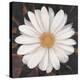 Magical White Daisy-Ivo-Stretched Canvas