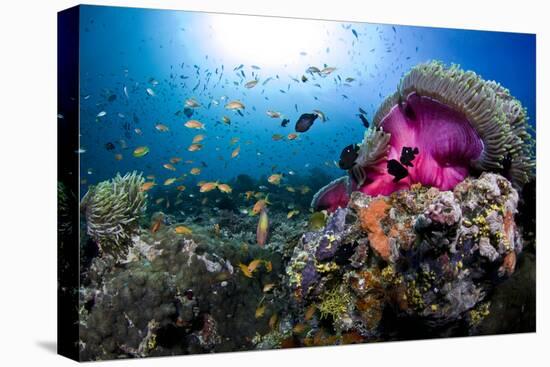 Magnificent Anemone Coral-null-Premier Image Canvas
