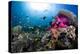 Magnificent Anemone Coral-null-Premier Image Canvas