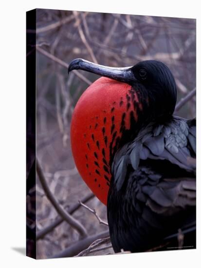 Magnificent Frigatebird, Galapagos Islands, Ecuador-Gavriel Jecan-Premier Image Canvas