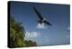 Magnificent Frigatebird, Half Moon Caye, Lighthouse Reef, Atoll, Belize-Pete Oxford-Premier Image Canvas