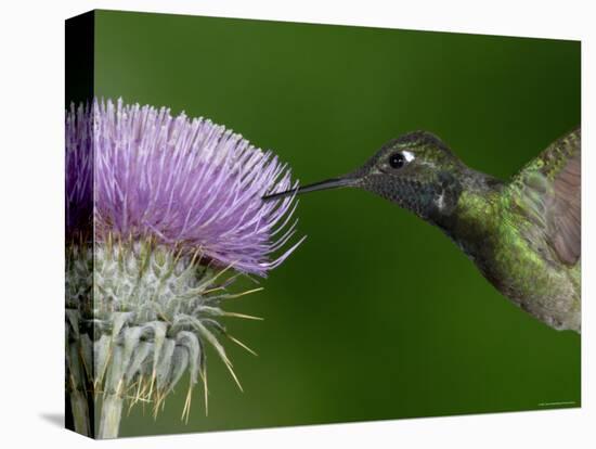 Magnificent Hummingbird, Adult Feeding on Garden Flowers, USA-Dave Watts-Premier Image Canvas