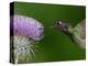 Magnificent Hummingbird, Adult Feeding on Garden Flowers, USA-Dave Watts-Premier Image Canvas