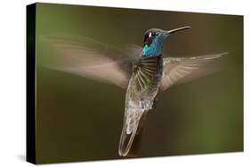 Magnificent Hummingbird (Eugenes Fulgens) Male, Flying, Milpa Alta Forest, Mexico, May-Claudio Contreras Koob-Premier Image Canvas