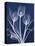 Magnificent Indigo Tulips-Albert Koetsier-Stretched Canvas