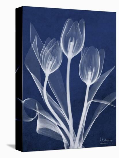 Magnificent Indigo Tulips-Albert Koetsier-Stretched Canvas