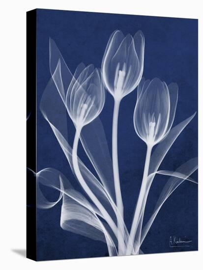 Magnificent Indigo Tulips-Albert Koetsier-Stretched Canvas