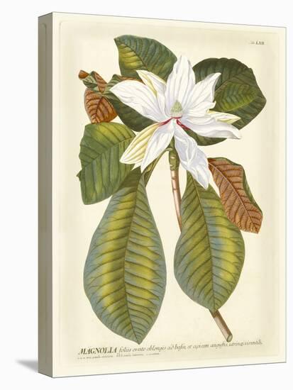 Magnificent Magnolias II-Jacob Trew-Stretched Canvas