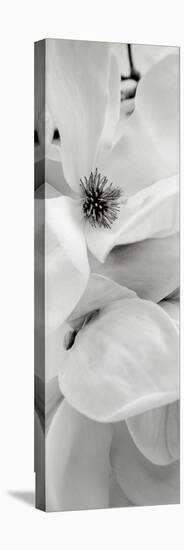 Magnolia 1-Alan Blaustein-Premier Image Canvas