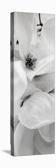 Magnolia #1-Alan Blaustein-Stretched Canvas