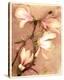 Magnolia and Cream II-Richard Sutton-Stretched Canvas