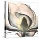 Magnolia Beauty-Albert Koetsier-Stretched Canvas