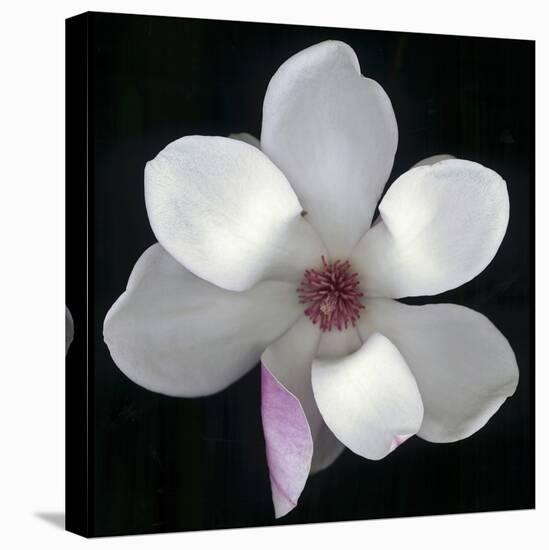 Magnolia Bloom on Black Background-Anna Miller-Premier Image Canvas
