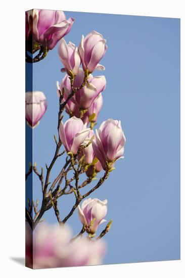 Magnolia Blossom, Tulip Magnolia-Herbert Kehrer-Premier Image Canvas