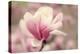 Magnolia Blossom-Jessica Jenney-Premier Image Canvas