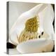 magnolia blossom-Lori Hutchison-Stretched Canvas