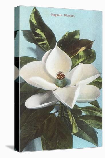 Magnolia Blossom-null-Stretched Canvas