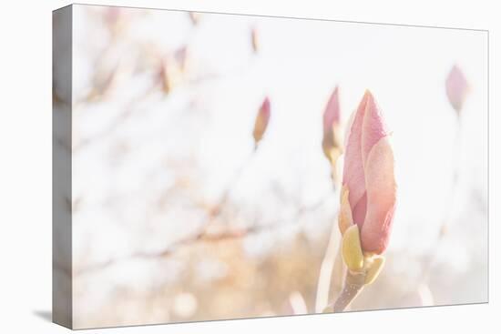 Magnolia Blossoms, Beautyful Blossoms in the Spring-Petra Daisenberger-Premier Image Canvas