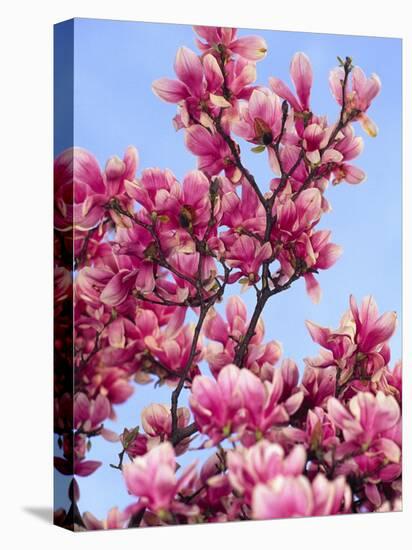 Magnolia Blossoms, Central Park, NY-Rudi Von Briel-Premier Image Canvas