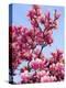 Magnolia Blossoms, Central Park, NY-Rudi Von Briel-Premier Image Canvas