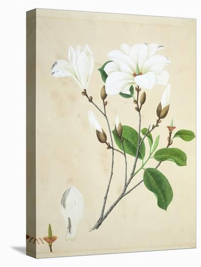 Magnolia, c.1800-40-null-Premier Image Canvas