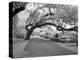 Magnolia Cemetery-Carol Highsmith-Stretched Canvas