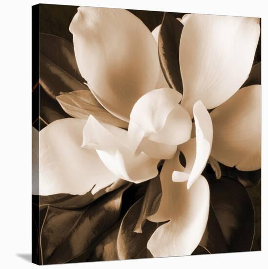 Magnolia Close Up I-Christine Zalewski-Stretched Canvas