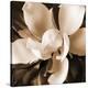 Magnolia Close Up I-Christine Zalewski-Stretched Canvas