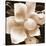 Magnolia Close Up II-Christine Zalewski-Stretched Canvas