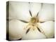 Magnolia Detail I-Debra Van Swearingen-Premier Image Canvas