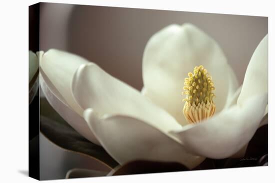 Magnolia Detail II-Debra Van Swearingen-Premier Image Canvas