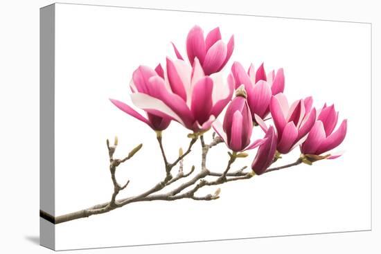 Magnolia Flower Spring Branch Isolated on White Background-kenny001-Premier Image Canvas