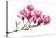 Magnolia Flower Spring Branch Isolated on White Background-kenny001-Premier Image Canvas