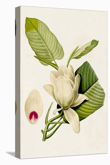 Magnolia Flowers II-Unknown-Stretched Canvas