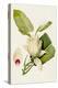 Magnolia Flowers II-Unknown-Stretched Canvas