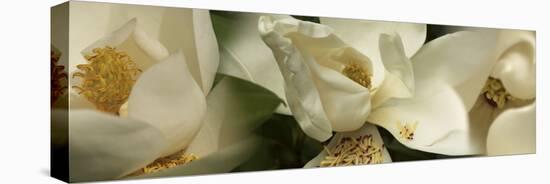 Magnolia Flowers-null-Premier Image Canvas