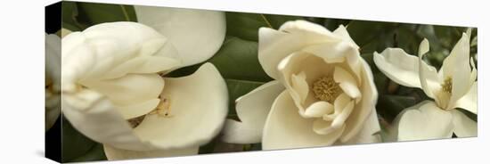 Magnolia Flowers-null-Premier Image Canvas