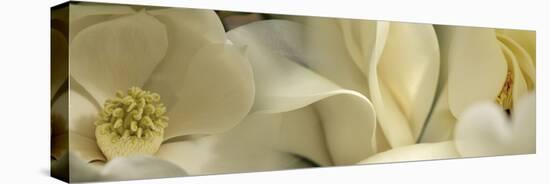 Magnolia Flowers-null-Premier Image Canvas