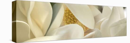 Magnolia Flowers-null-Premier Image Canvas