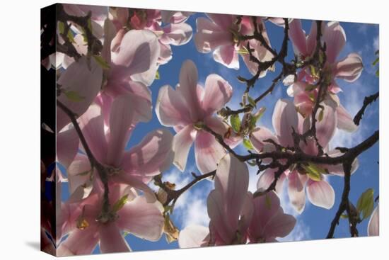 Magnolia flowers-Charles Bowman-Premier Image Canvas